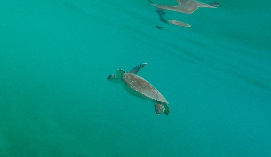 Sea Turtle Swimming in the ocean